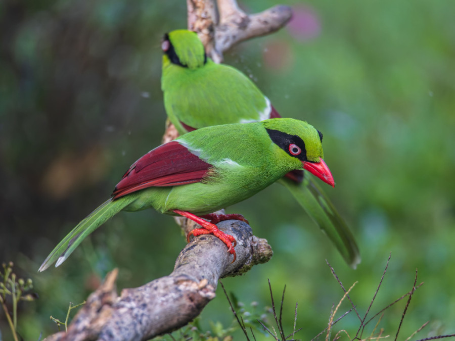 Greeb nagoue - groene kitta Greeb nagoue - groene kitta