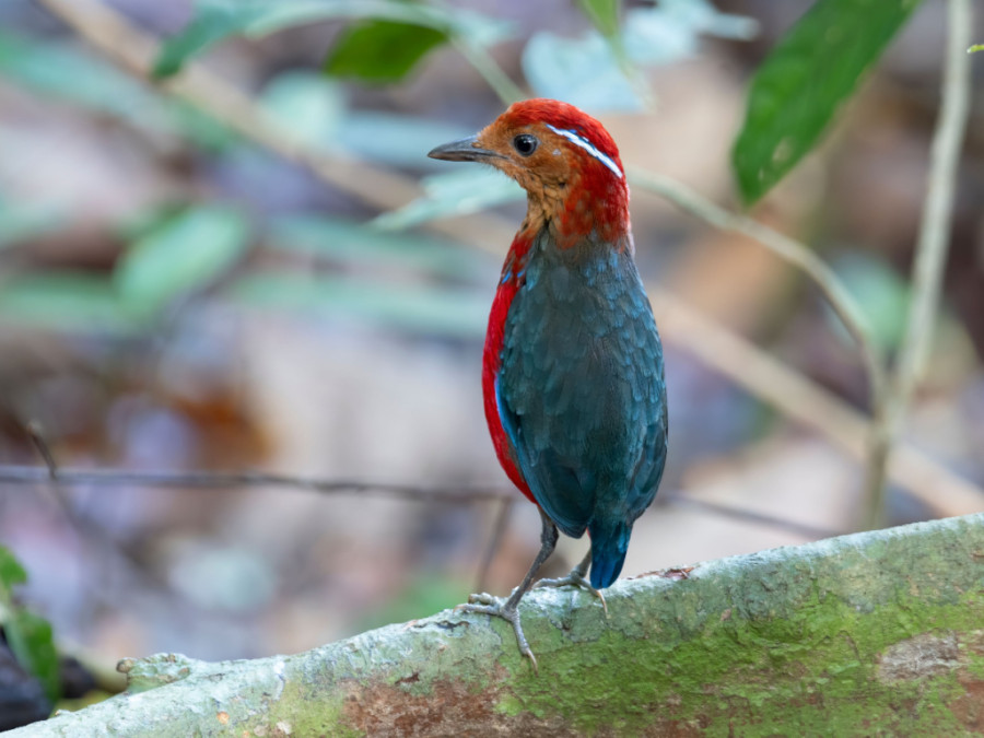 Pitta Maleisië Pitta Maleisië