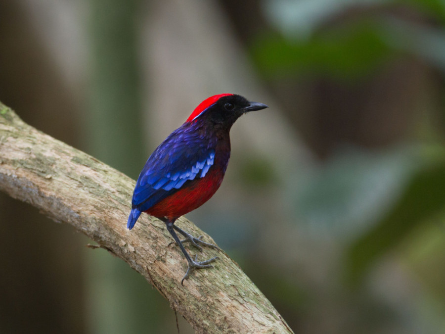 Garnet Pitta Garnet Pitta