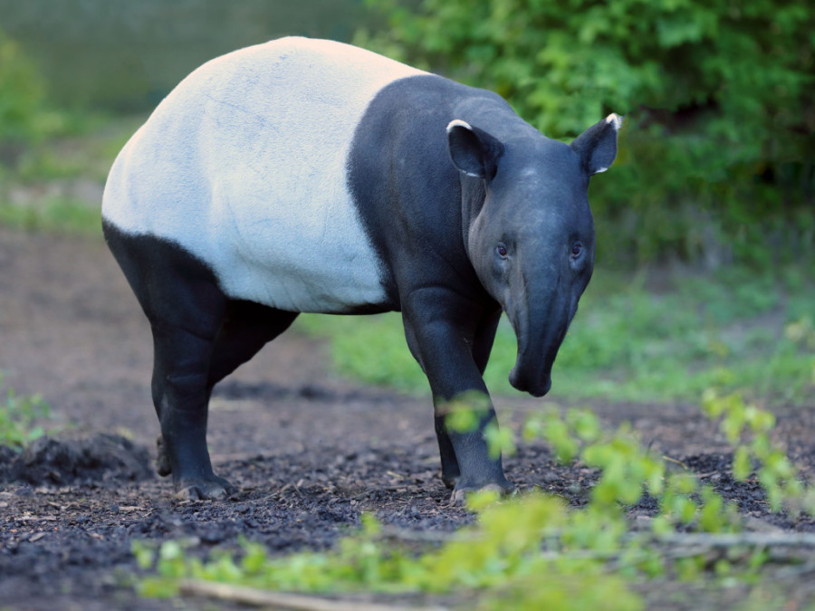 Indische of Maleise tapir Indische of Maleise tapir