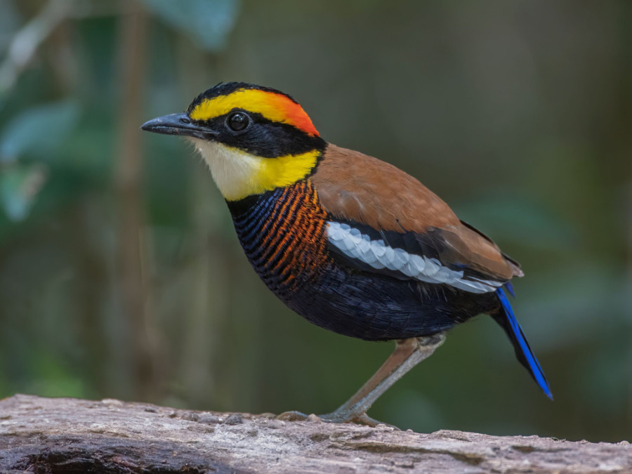 Natuurreis Maleisie Natuurreis Maleisie