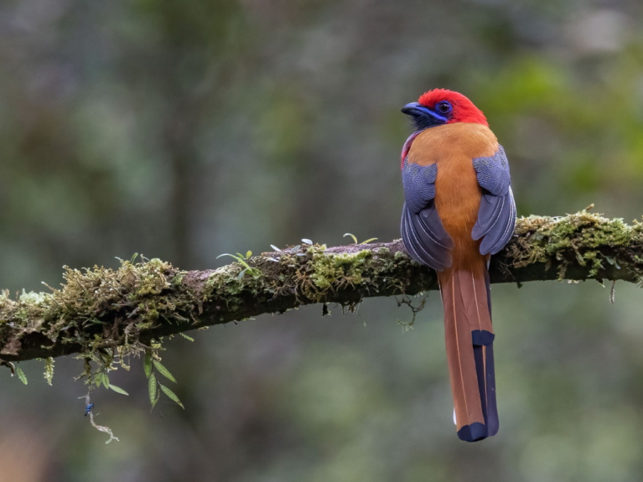 Whitehead's trogon Whitehead's trogon