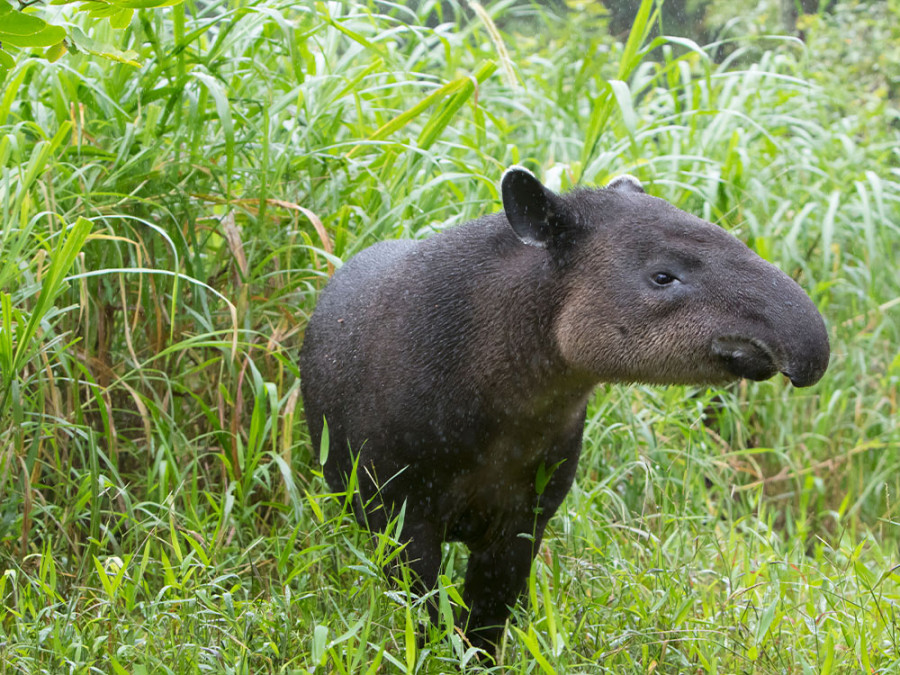 Midden-Amerikaanse tapir Midden-Amerikaanse tapir