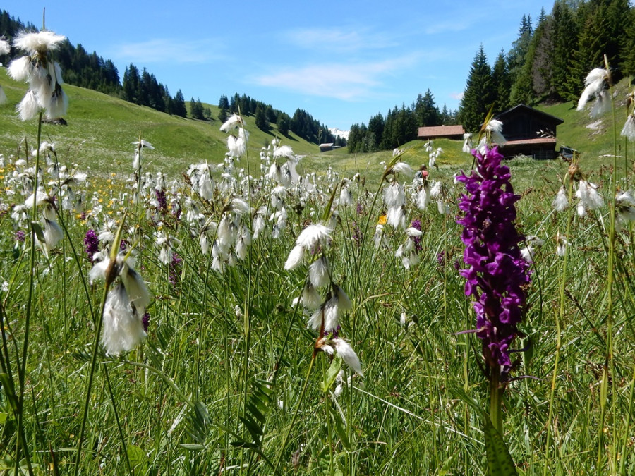 Alpenweide Alpenweide