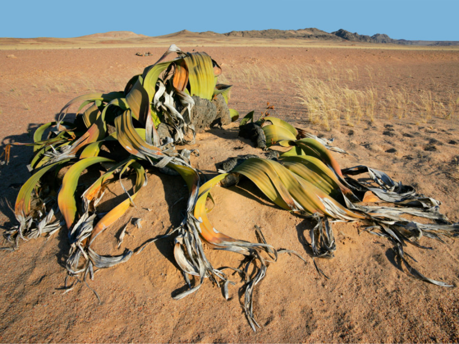 Bijzondere planten in de woestijn