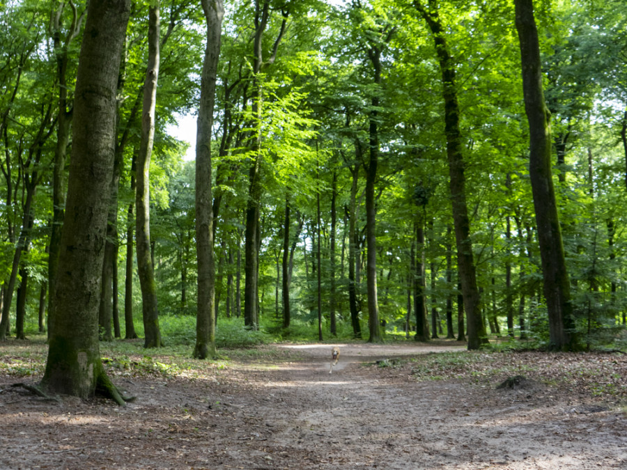 parkbos bij Landgoed Hoekelum parkbos bij Landgoed Hoekelum