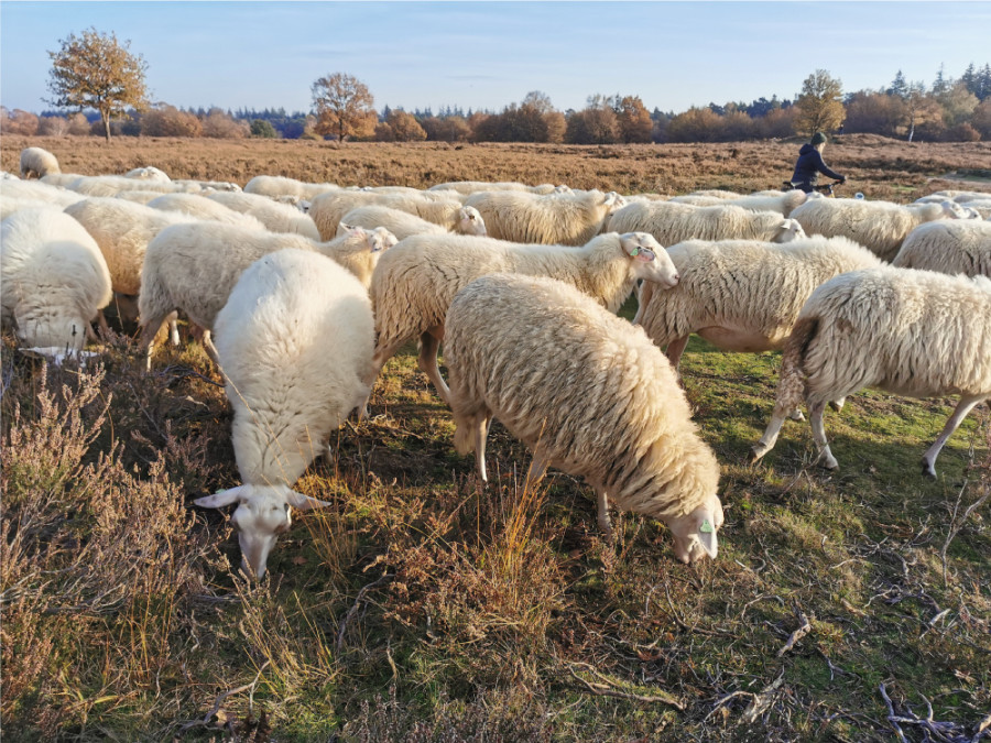 Schaapskooi Ermelo Schaapskooi Ermelo