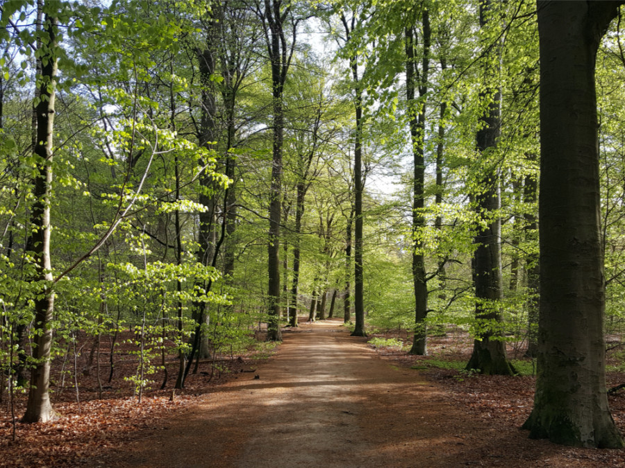 Edese Bos Edese Bos