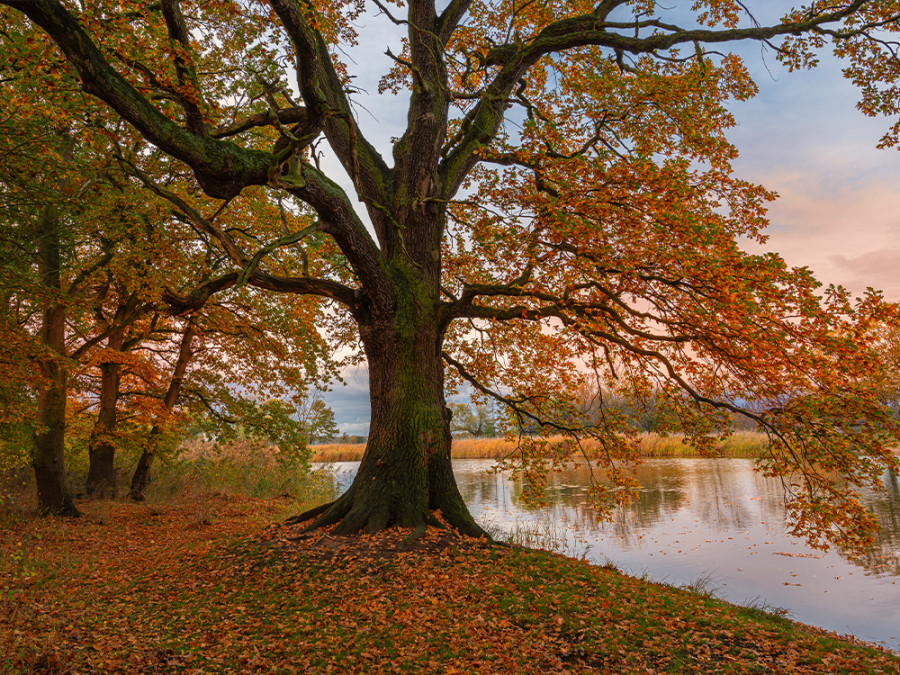 Kühnauer See Kühnauer See