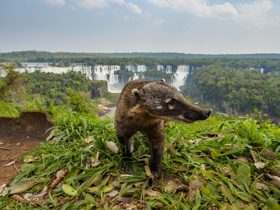 Dieren Iguazu watervallen