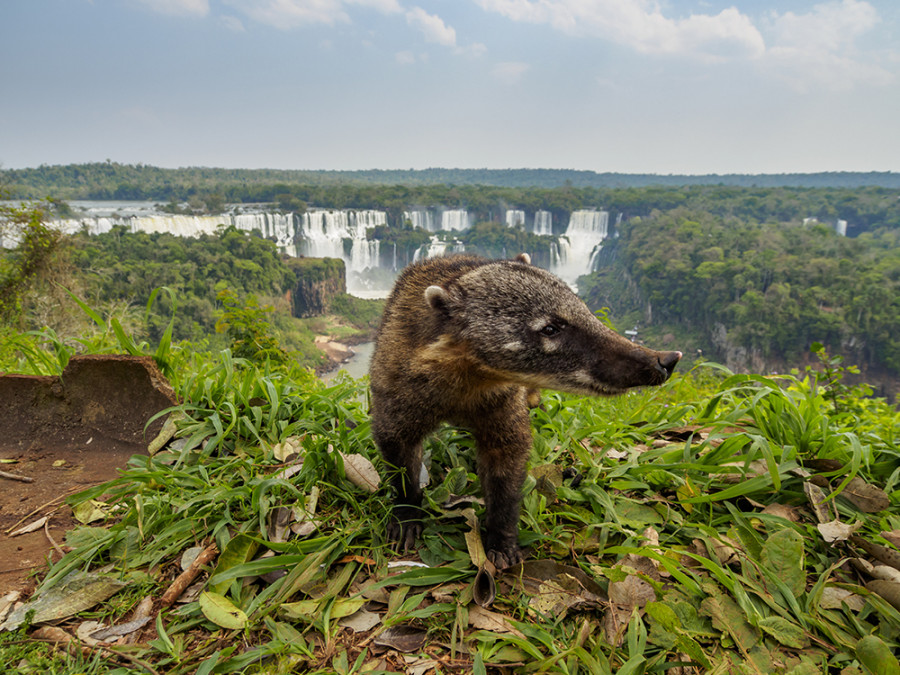 Dieren Iguazu watervallen Dieren Iguazu watervallen