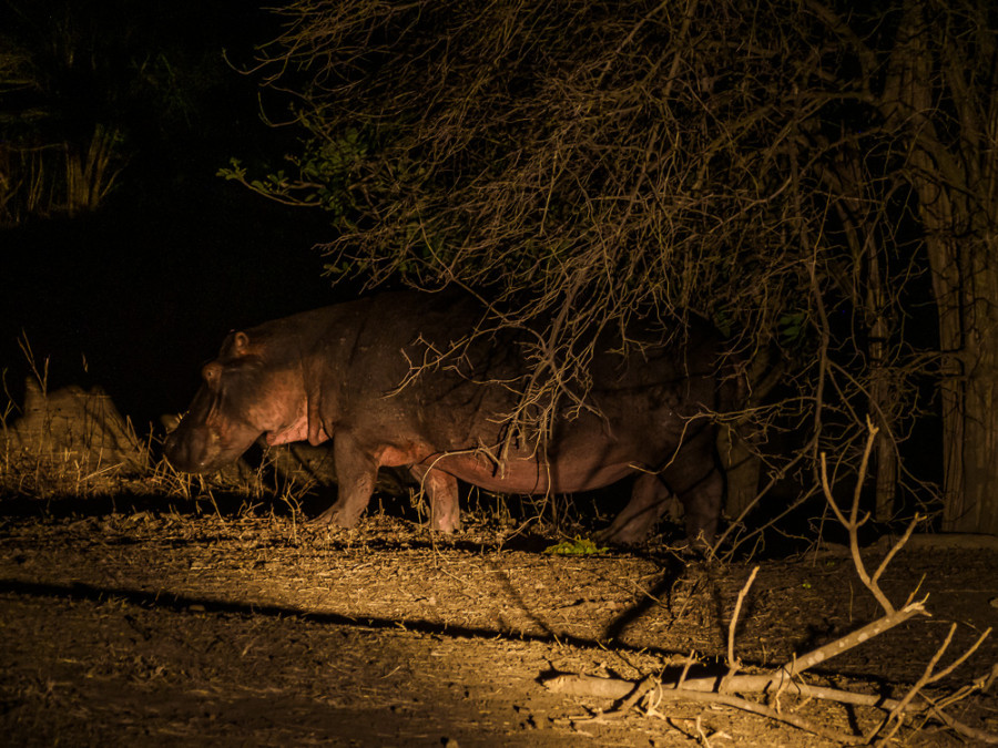 Nachtsafari’s in South Luangwa Nachtsafari’s in South Luangwa