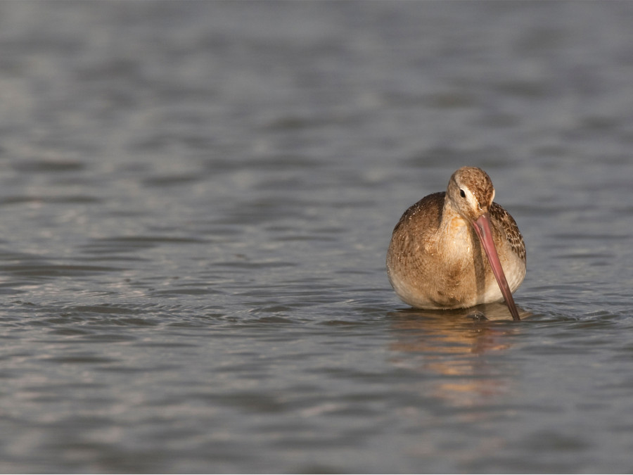 Vogels Lauwersmeer Vogels Lauwersmeer