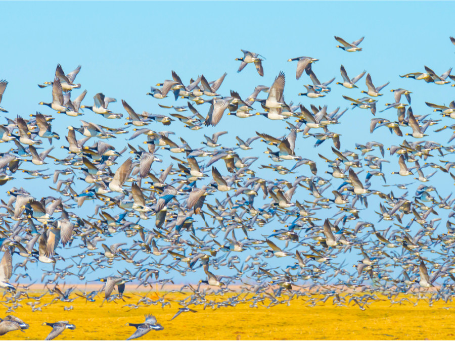Oostvaardersplassen Oostvaardersplassen
