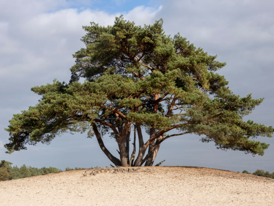 De Soesterduinen De Soesterduinen