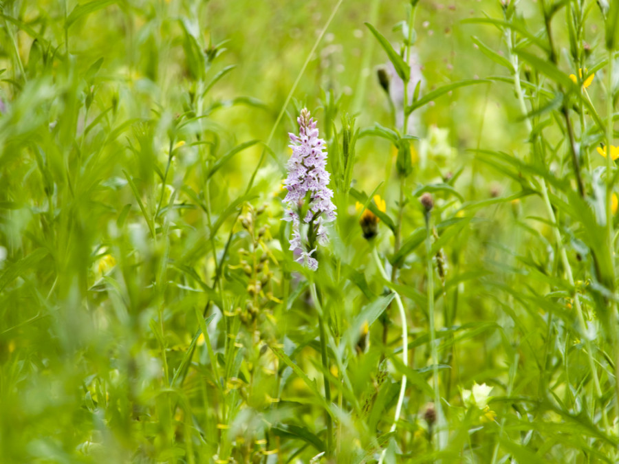 Natuur rond Valkenburg Natuur rond Valkenburg