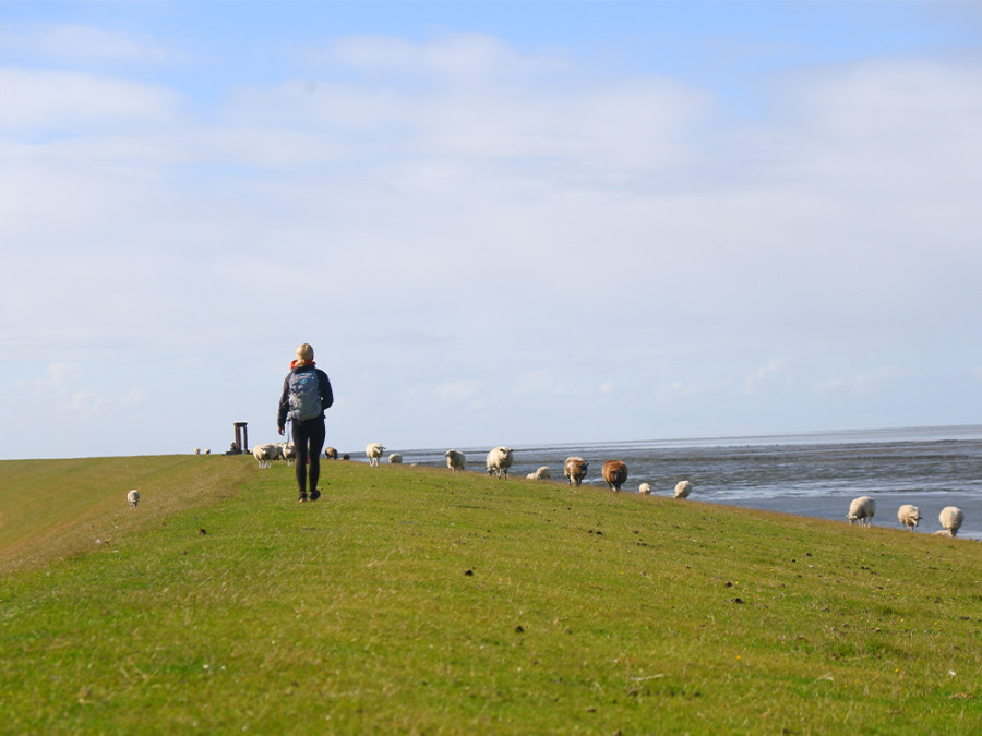 Waddenzee Groningen