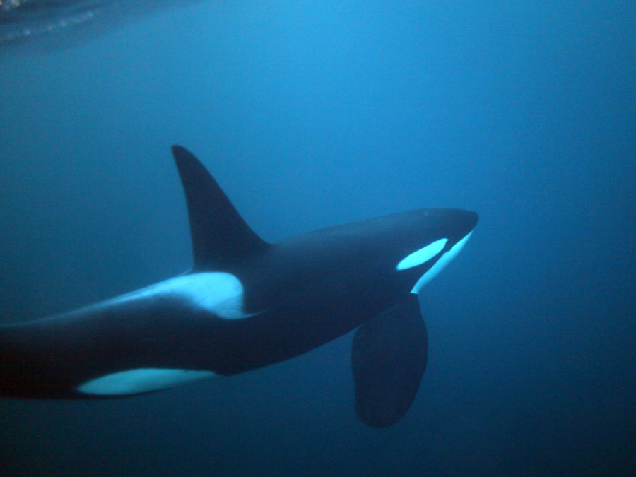 orka Noorwegen orka Noorwegen
