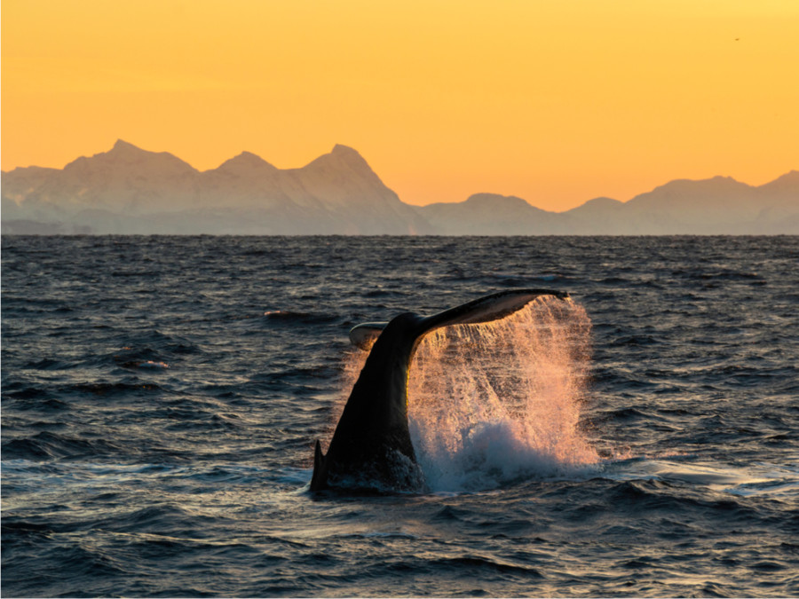 Walvissen spotten bij Andenes Lofoten
