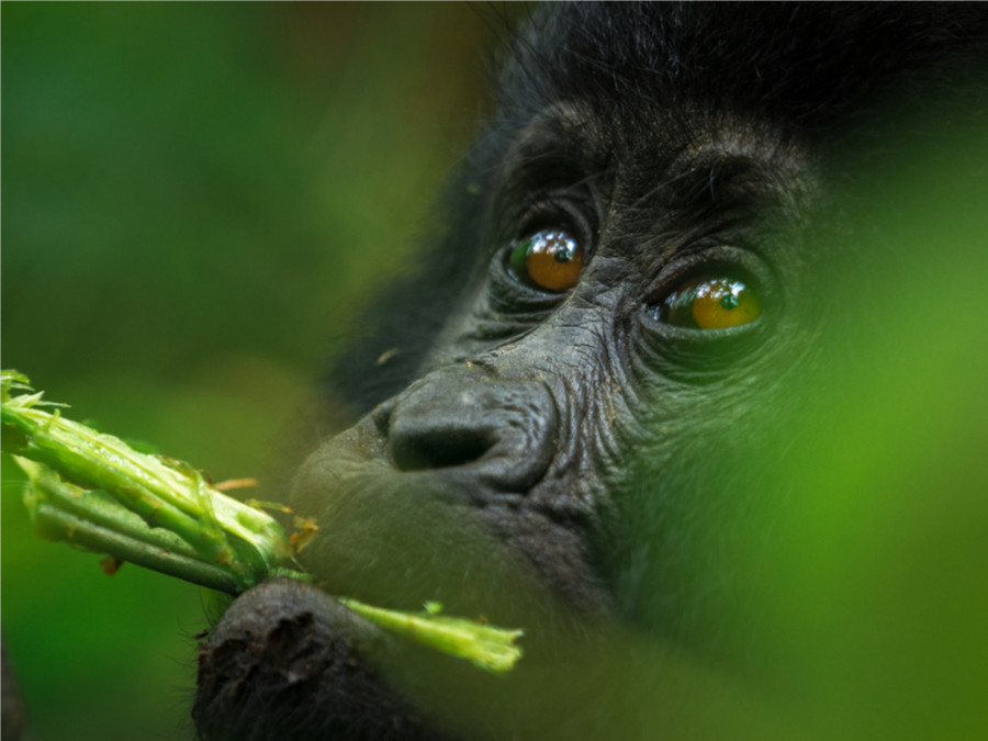Gorilla Gorilla
