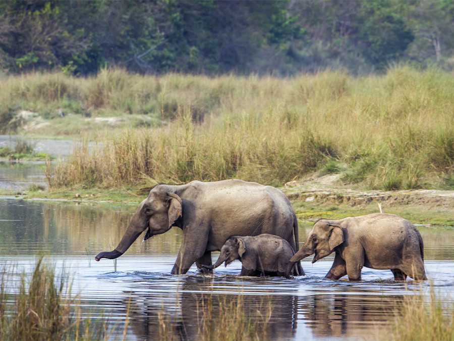 Reis naar Chitwan National Park Reis naar Chitwan National Park