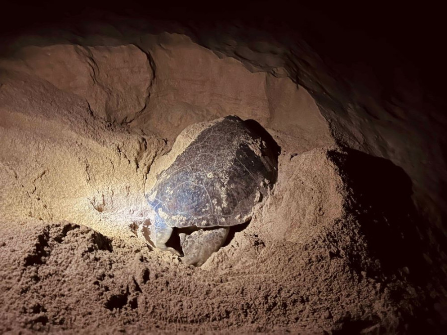 Schildpadden Oman