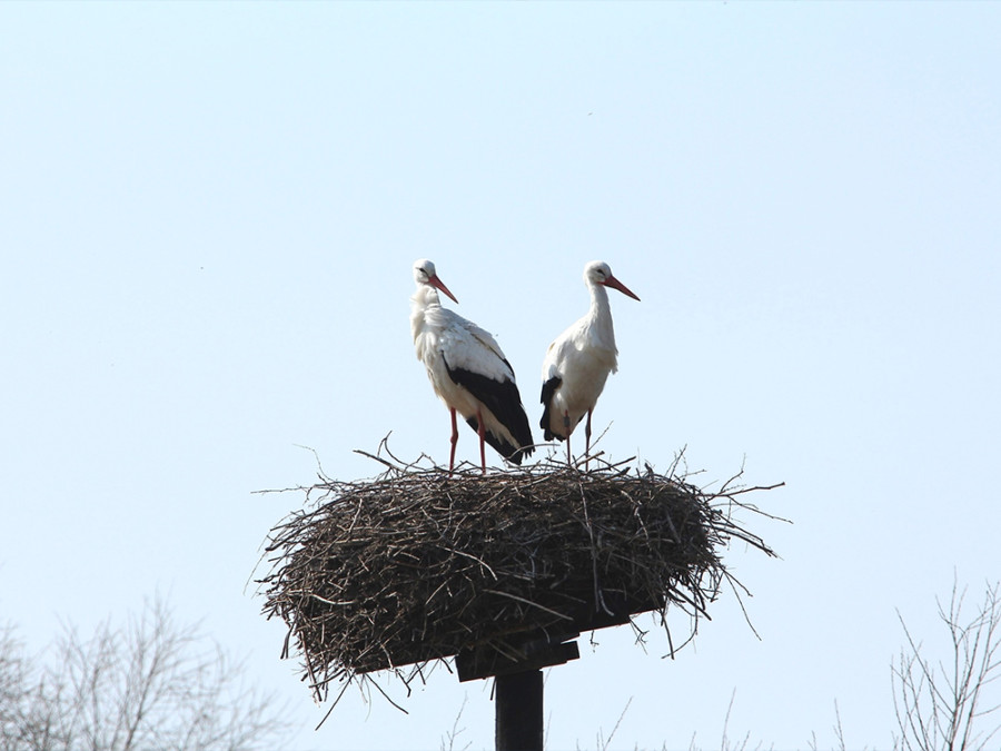 Ooievaar koppel Ooievaar koppel