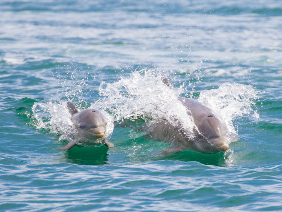 Dolfijnen in Panama