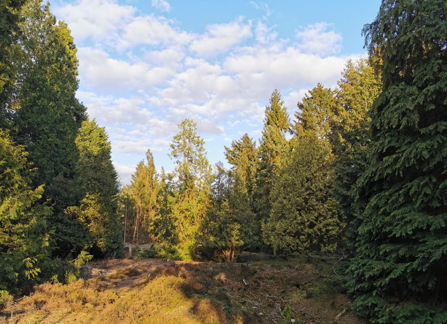 Het Pinetum is mooi Het Pinetum is mooi