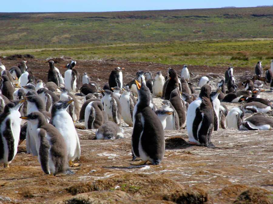 Dieren Falkland eilanden