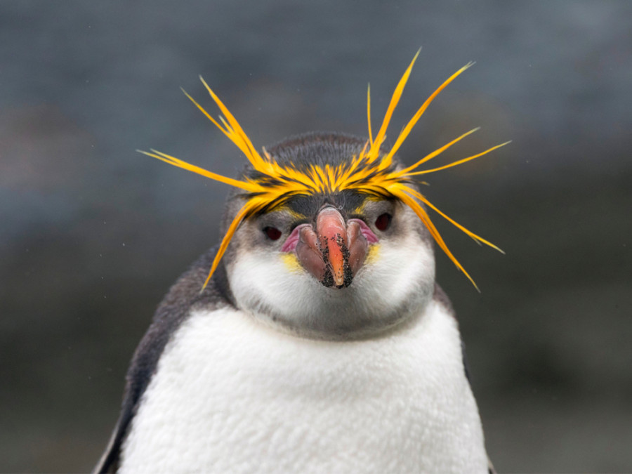 Koddige pinguïn Koddige pinguïn