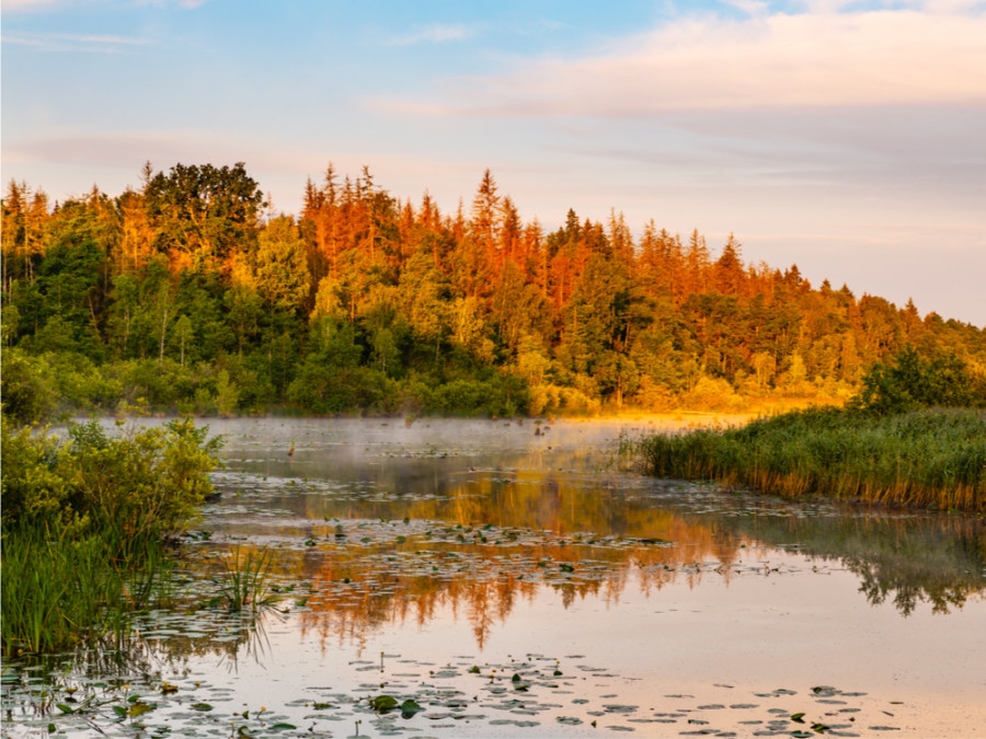 natuur van Bialowieza natuur van Bialowieza