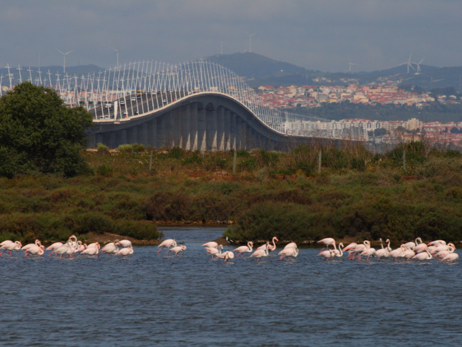 Flamingo's in de Taag
