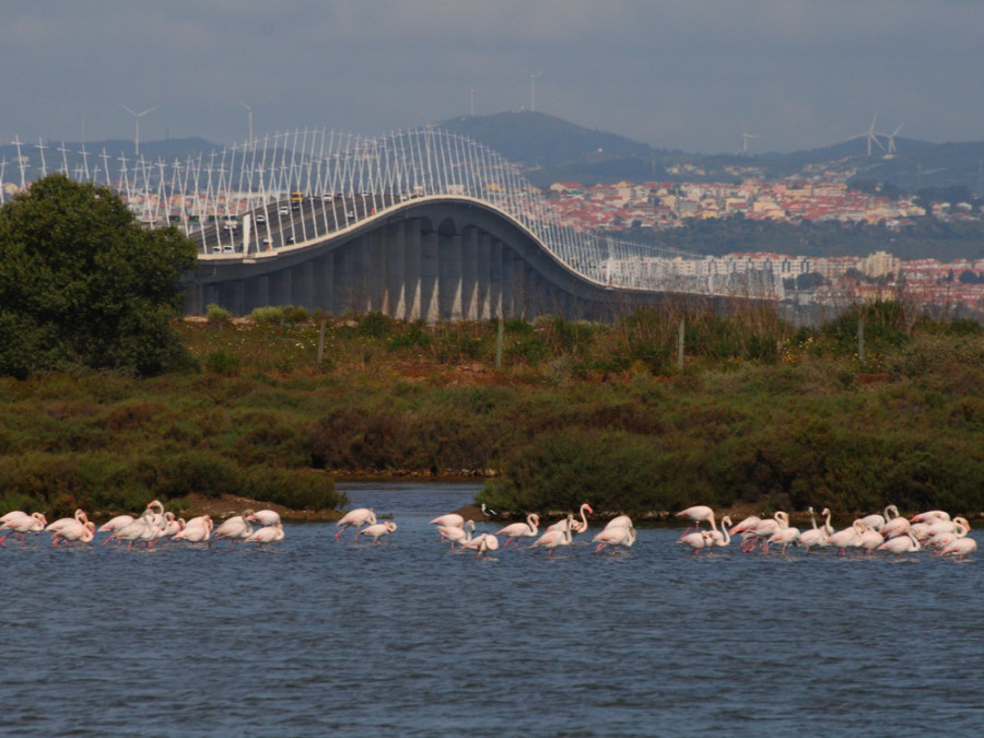 Flamingo's in de Taag Flamingo's in de Taag