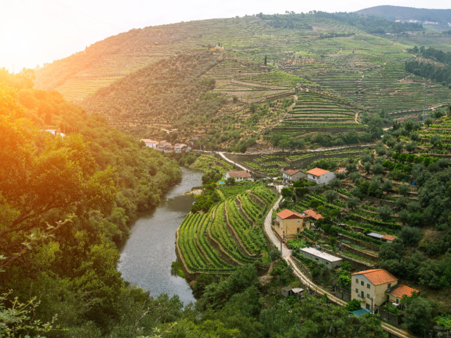 Wijnbouw langs de Douro Wijnbouw langs de Douro
