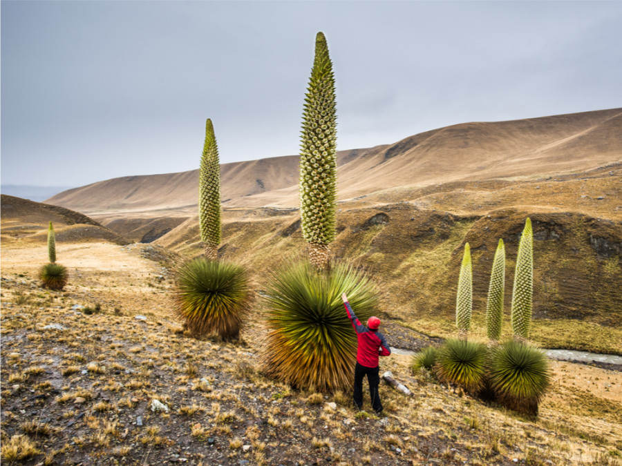 Puya Raimondi Puya Raimondi