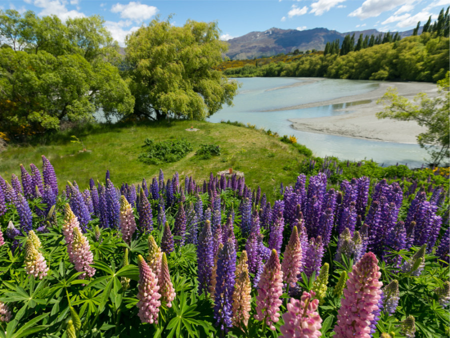 Natuur bij Queenstown Natuur bij Queenstown