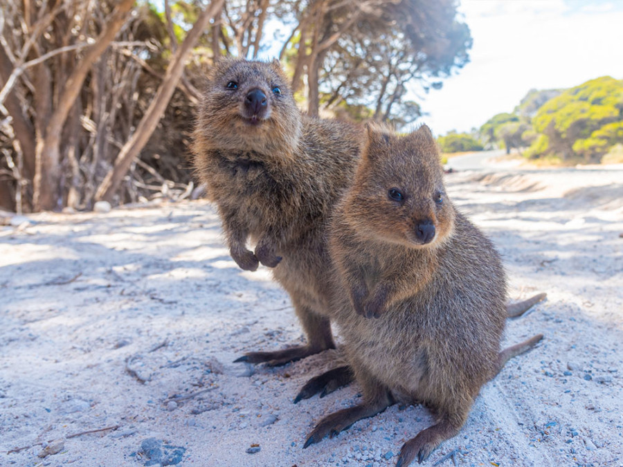 Quokka Rottnest Island Quokka Rottnest Island