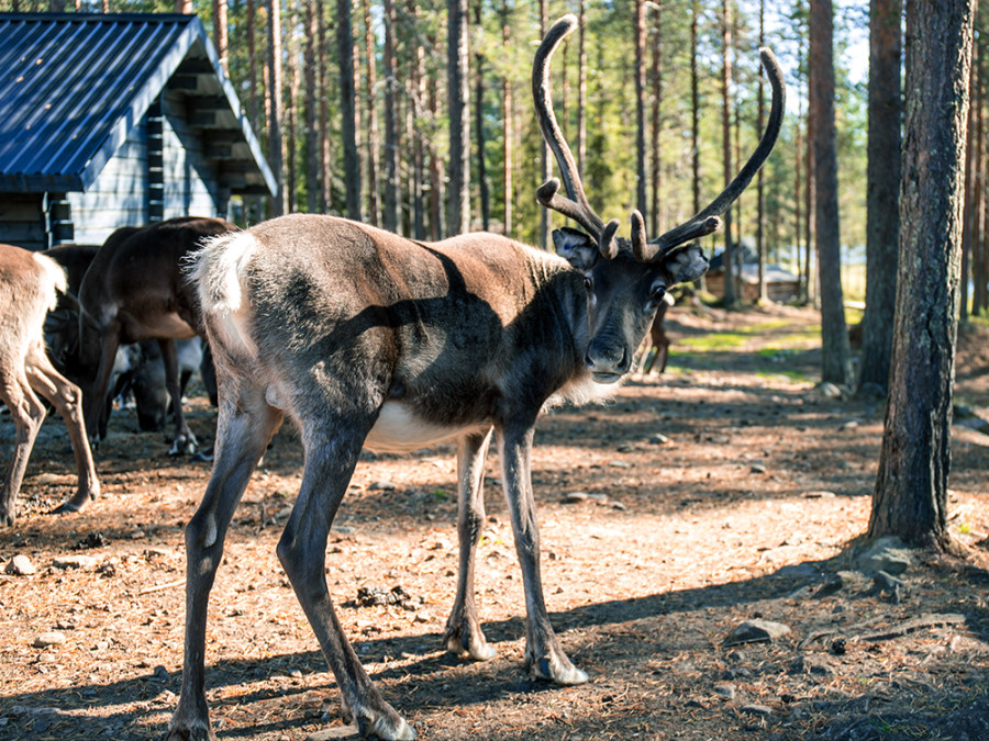 Rendieren Salla Rendieren Salla