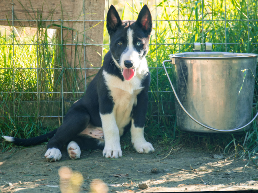 Huskyfarm Salla Huskyfarm Salla