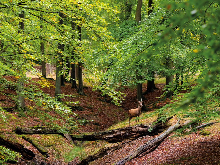 Waldroute Sauerland