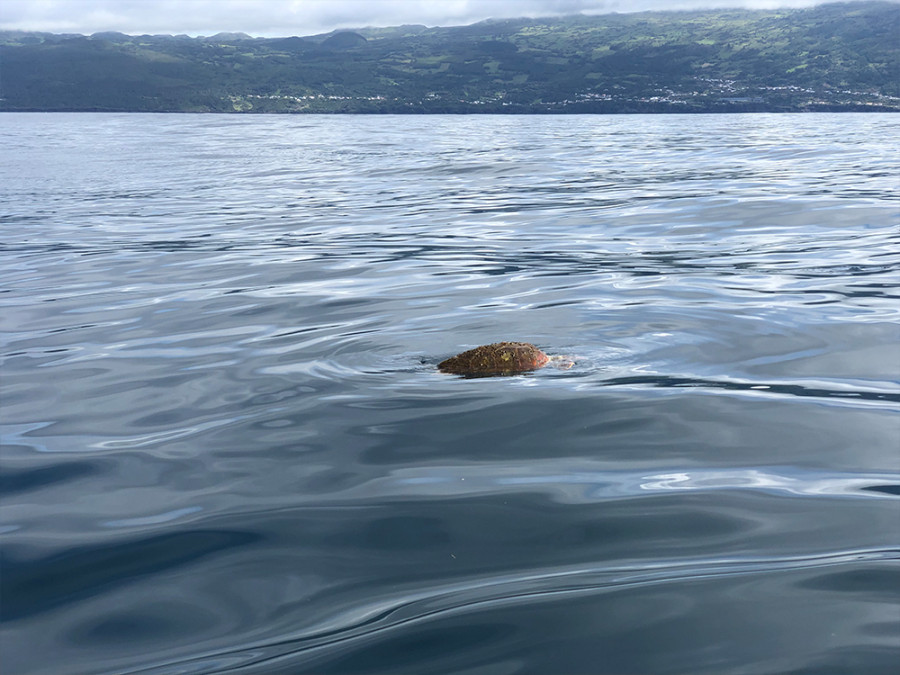 zeeschildpad azoren
