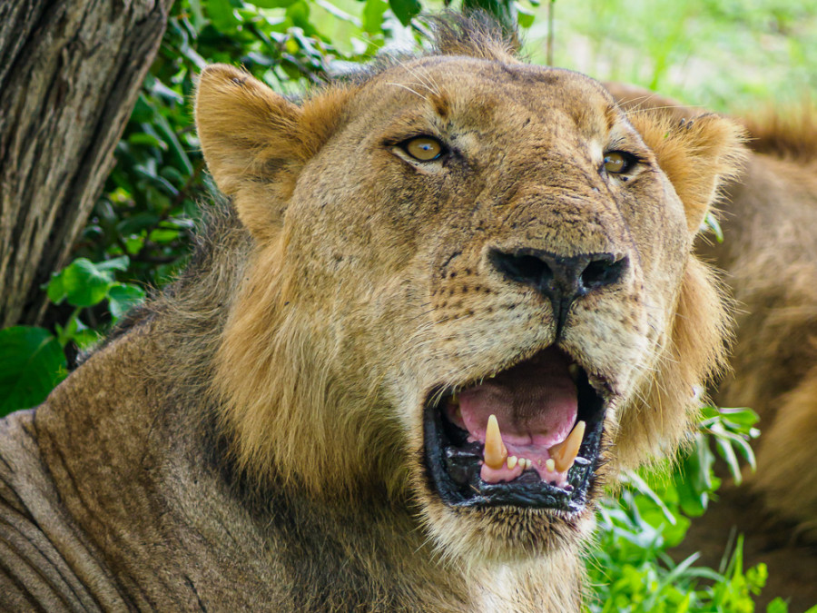 Dieren Selous Dieren Selous