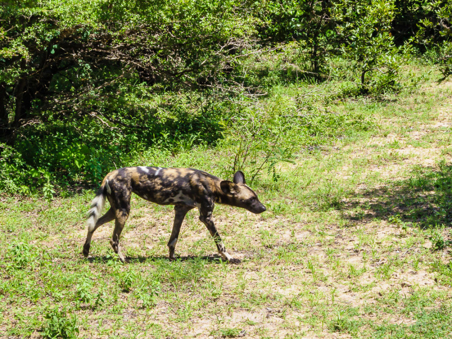Dieren in Nyerere Dieren in Nyerere