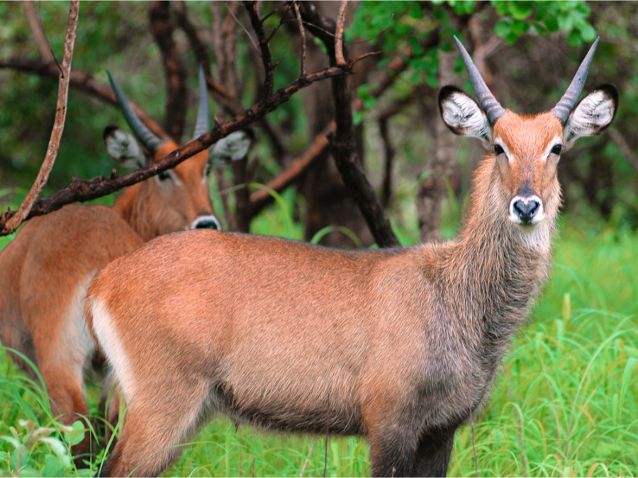 Niokolo antilope Niokolo antilope