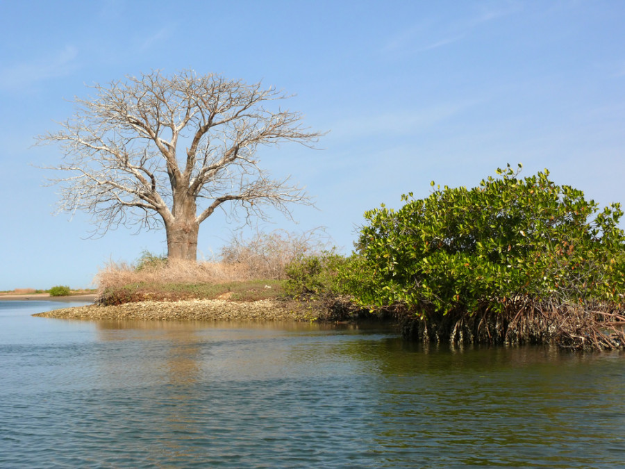 Saloum delta Saloum delta