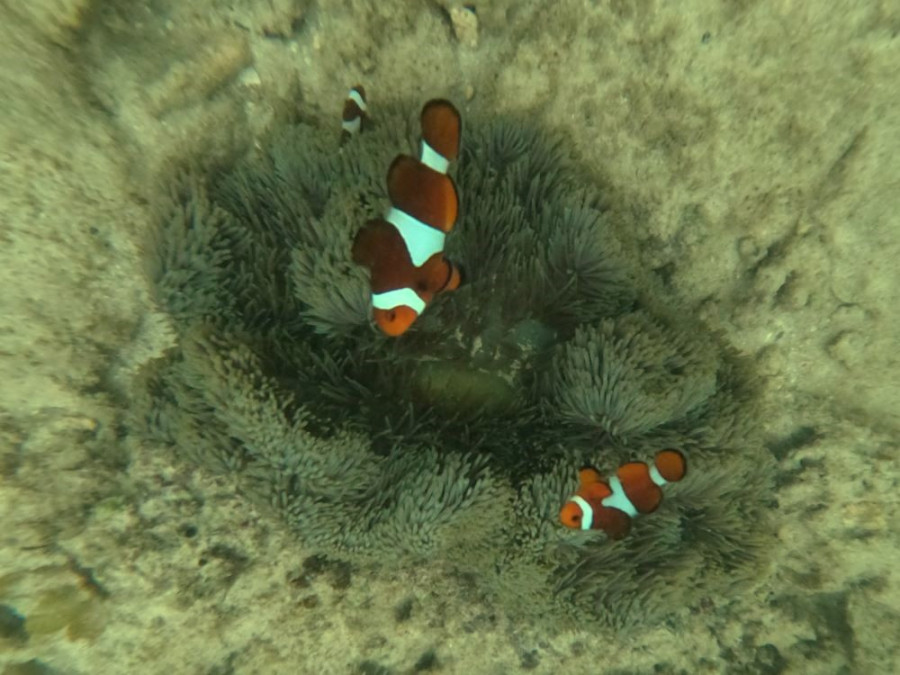 Clownsvisjes Clownsvisjes