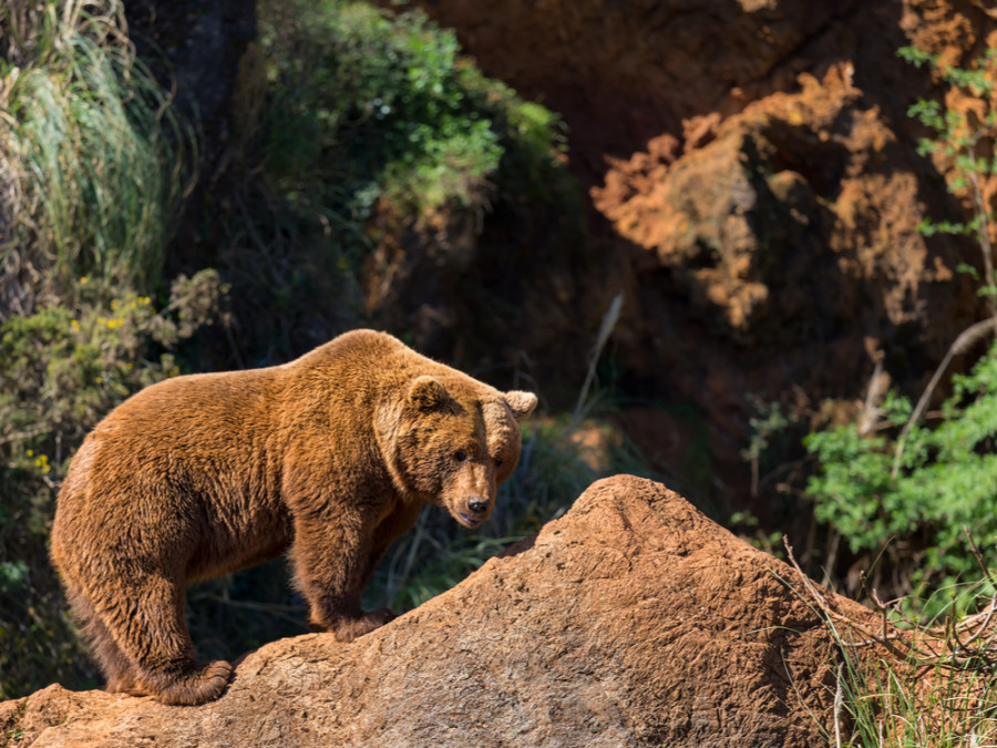 Dieren in Europa Dieren in Europa