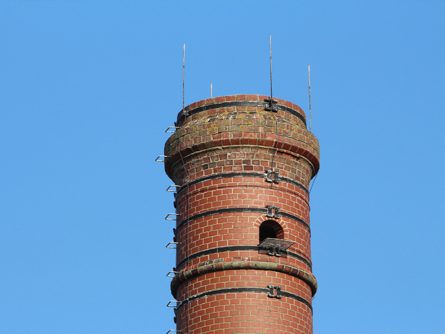 Slechtvalknest Fortmond Slechtvalknest Fortmond