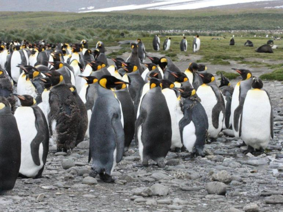 Pinguins South Georgia